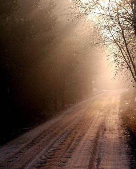Lights in the Forest 9