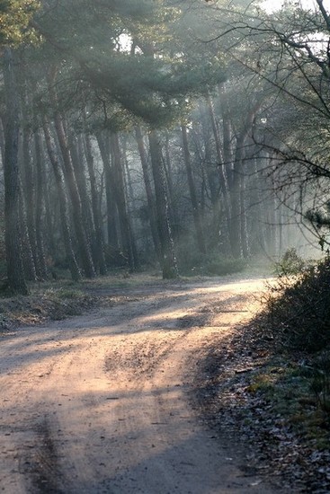 Lights in the Forest 8