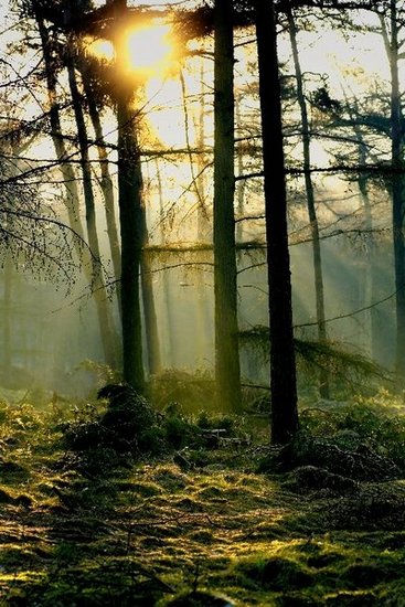 Lights in the Forest 6