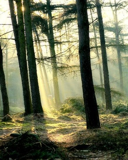 Lights in the Forest 5