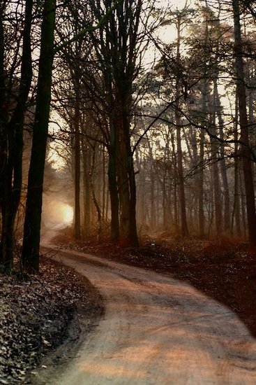Lights in the Forest 10