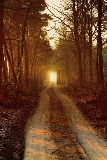 Lights in the Forest 11