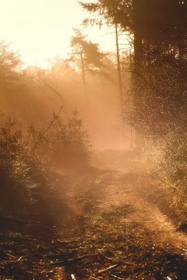 Lights in the Forest 12