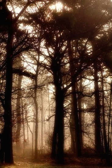 Lights in the Forest 15