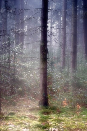 Lights in the Forest 16