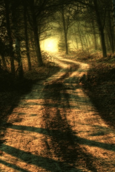 Forest lights 3
