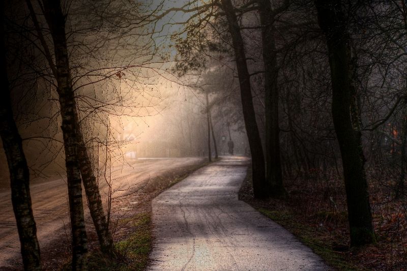 Forest lights 4