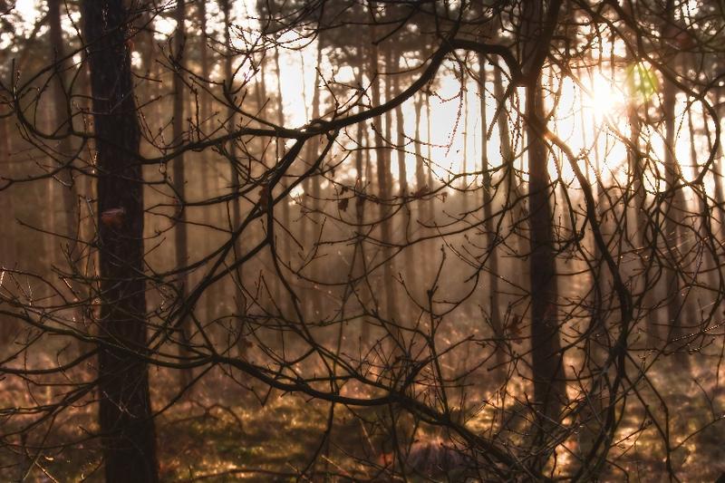 Forest lights 5