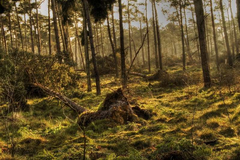 Forest lights 6