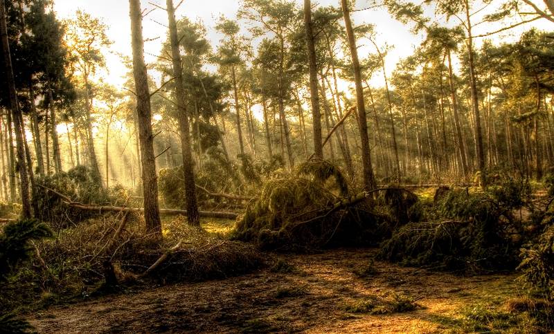 Forest lights 7