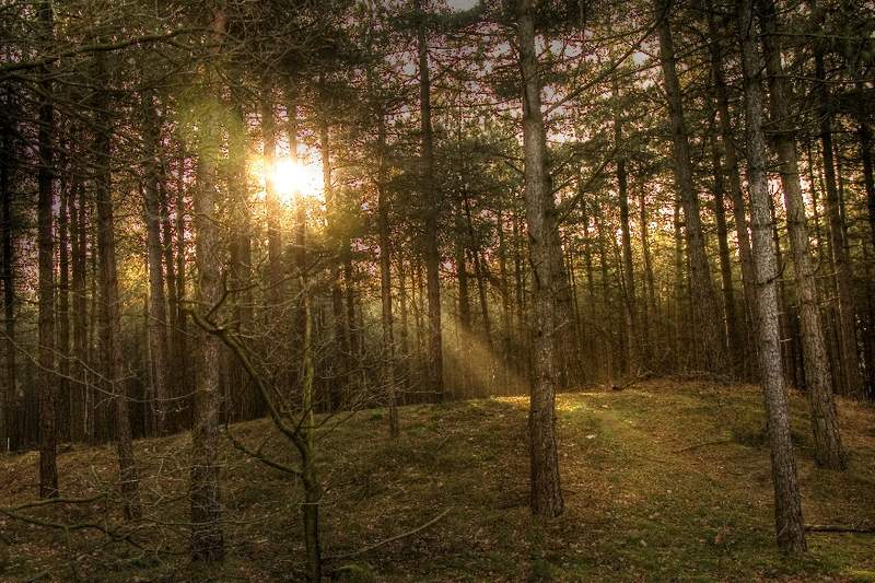 Forest lights 8