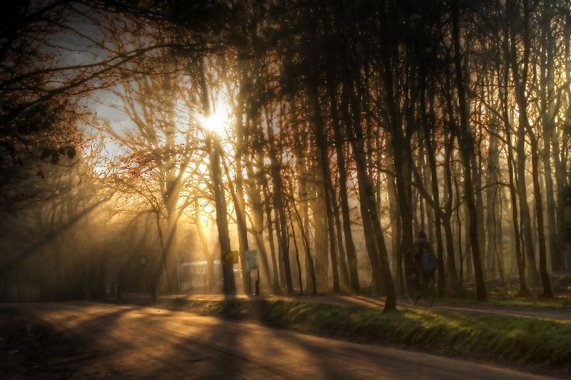 Forest lights 9