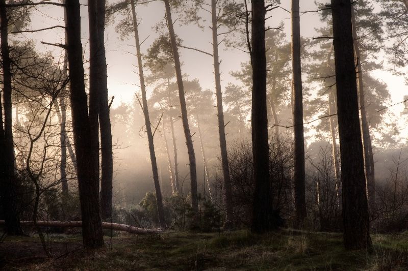 Forest lights 10
