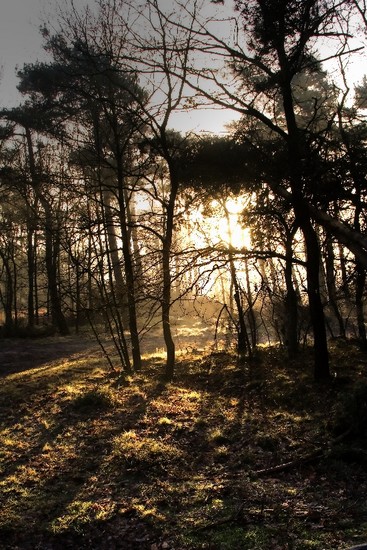 Forest lights 11
