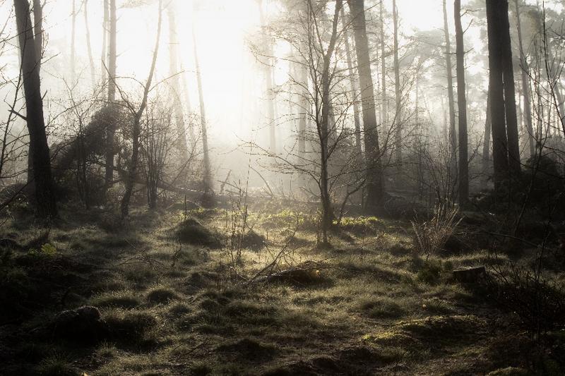 Forest lights 12