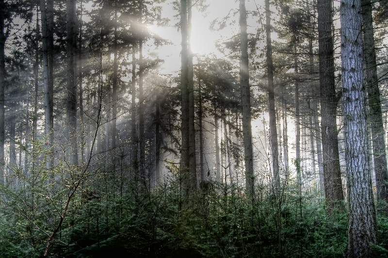 Forest lights 14