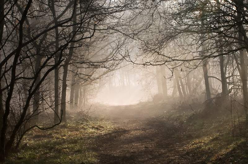 Forest lights 15