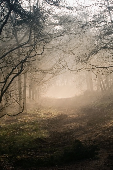 Forest lights 16