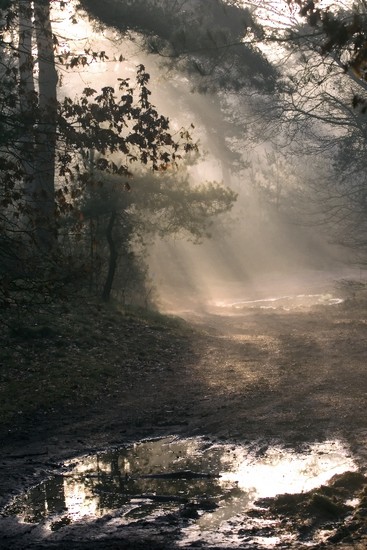 Forest lights 17