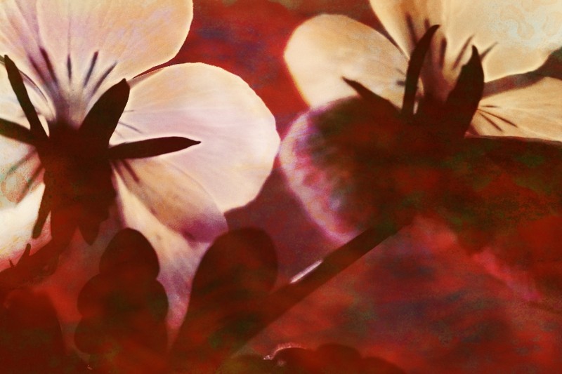 Flower & Colors 3