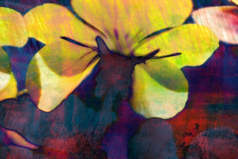 Flower & Colors 5