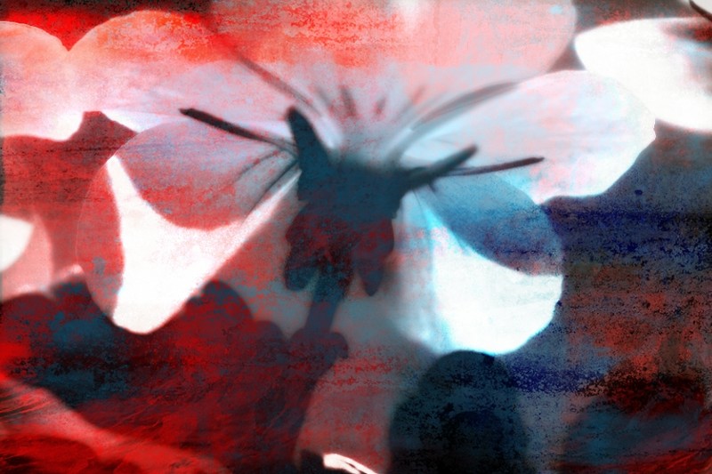 Flower & Colors 6