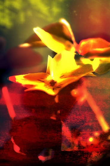 Flower & Colors 8