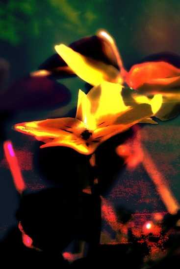 Flower & Colors 9