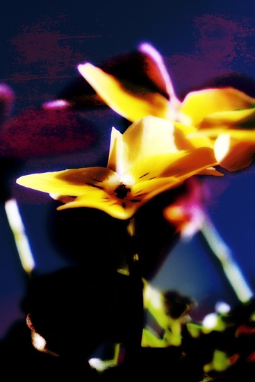 Flower & Colors 10