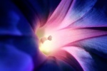 Hoe mooi een bloem kan zijn met kleur en licht.