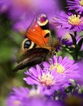 Wat een klein vlindertje teweeg kan brengen, volgens de theorie van 'The butterfly effect'
