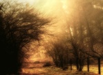 Mystical lights in the Forest 2007 serie