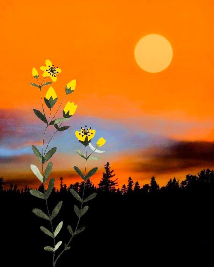 Spring Flower & Sunset #160