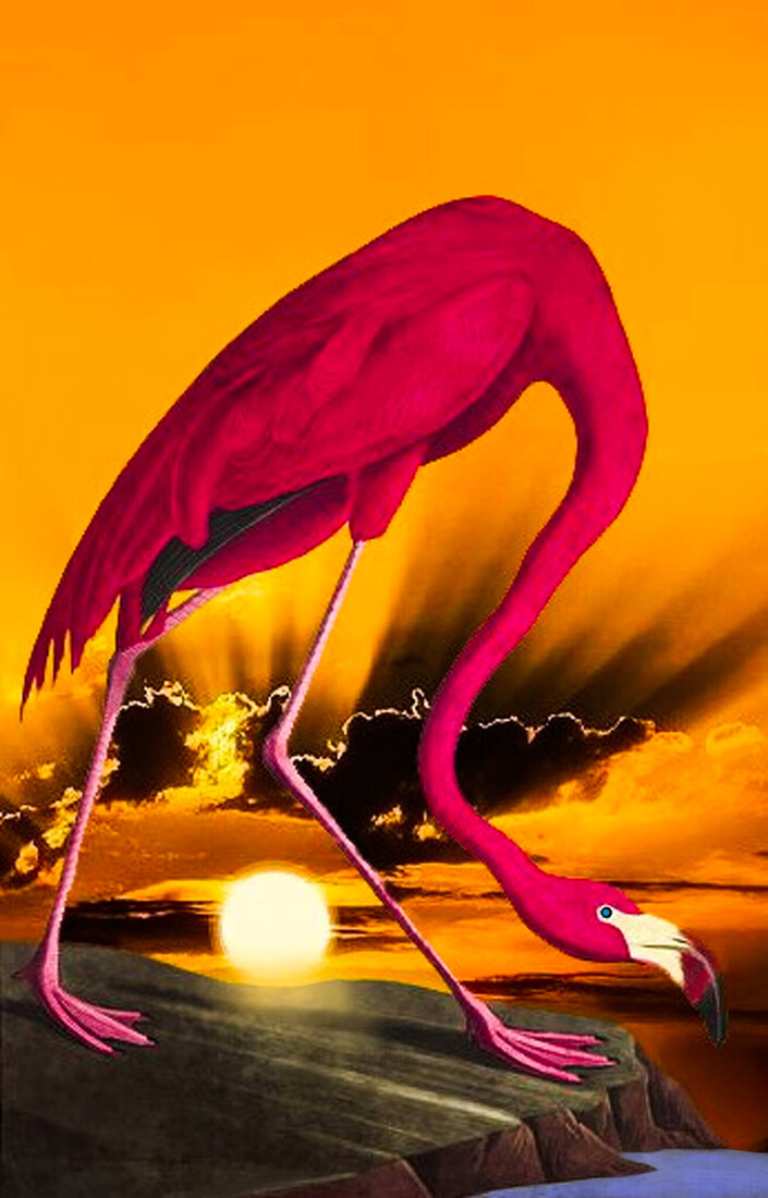 Flamingo Sunset #215