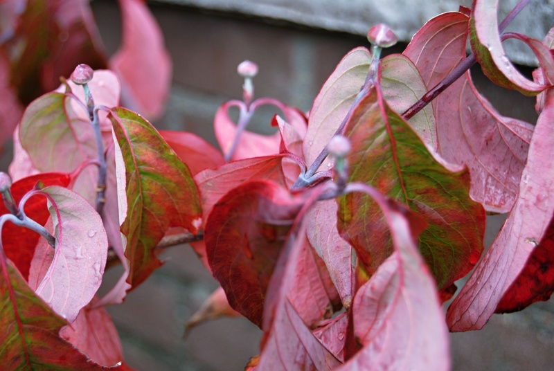 herfst in zicht