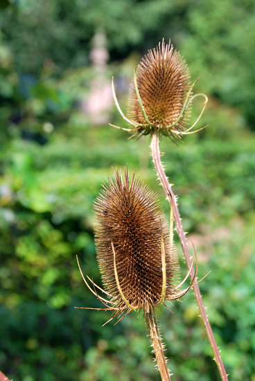 distel