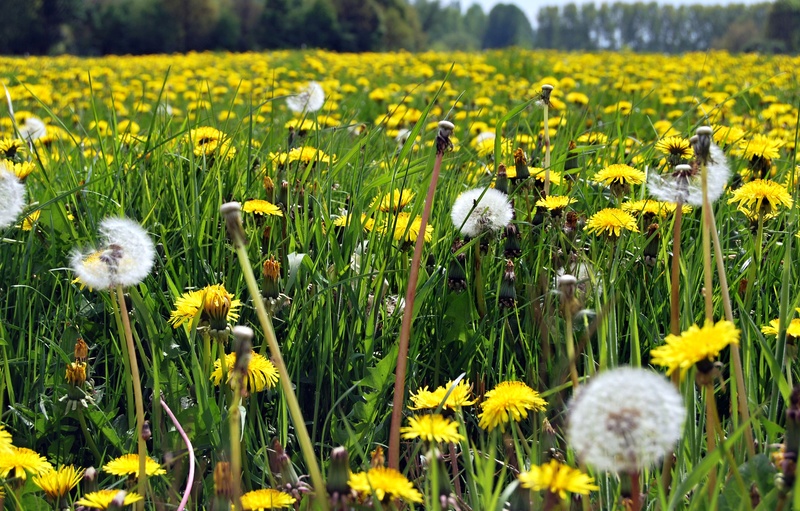 het gele veld