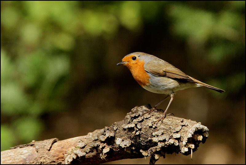 Roodborstje (Erithacus rubecula)