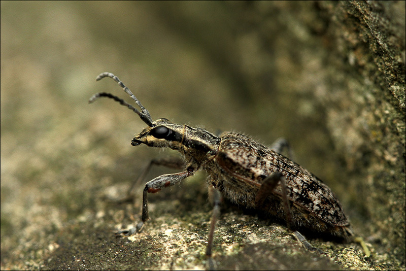 Snuitkever (Curculionidae)