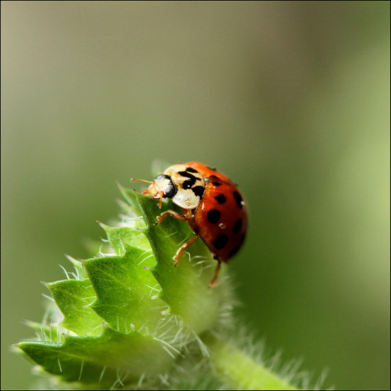 LHB_tje (Coleoptera)