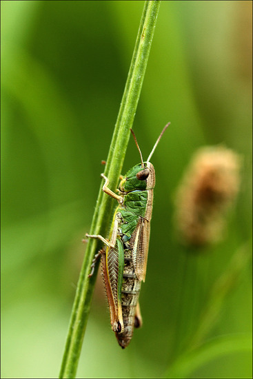 Veldsprinkh. (Arcyptera fusca)