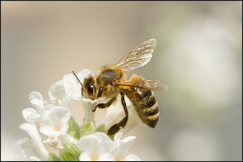 Honingbij (Apidae)