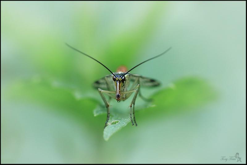 Schorpioenvlieg (Panorpidae)