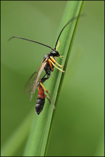 Sluipwesp (Ichneumonidae)