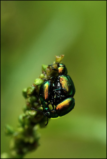 Bladhaantje (Chrysomelidae )
