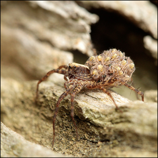 Wolfspin (lycosidae)