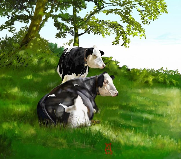 cows in summer