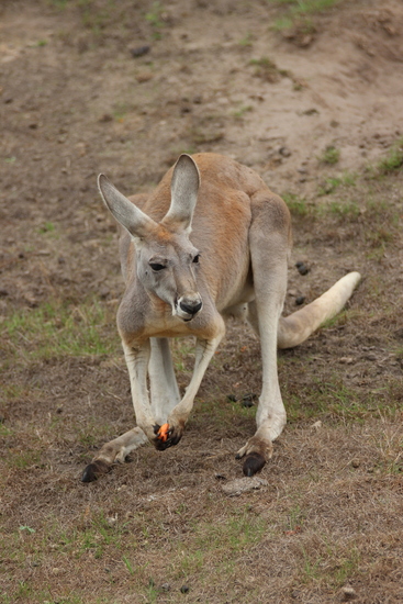 kangaroe
