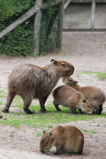 capibara's