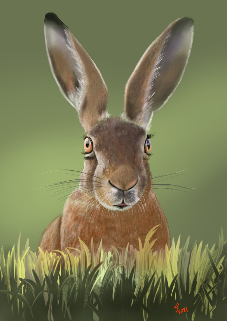 Hare